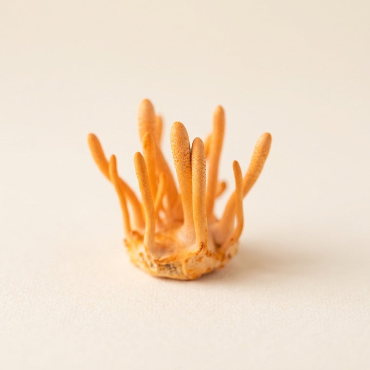 Cordyceps-paddenstoel