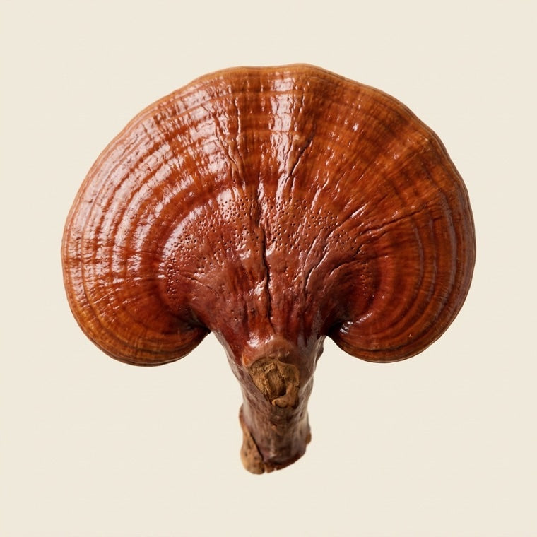 Reishi-paddenstoel